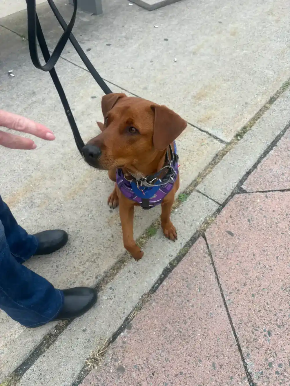 Service dog and handler practising calm focus during a one-to-one training session