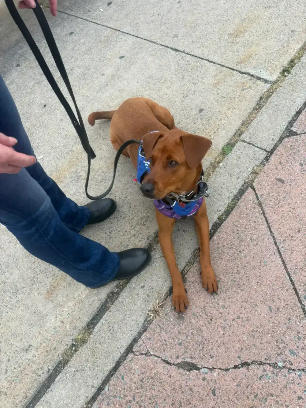 Young dog maintaining calm focus beside a handler on a public sidewalk
