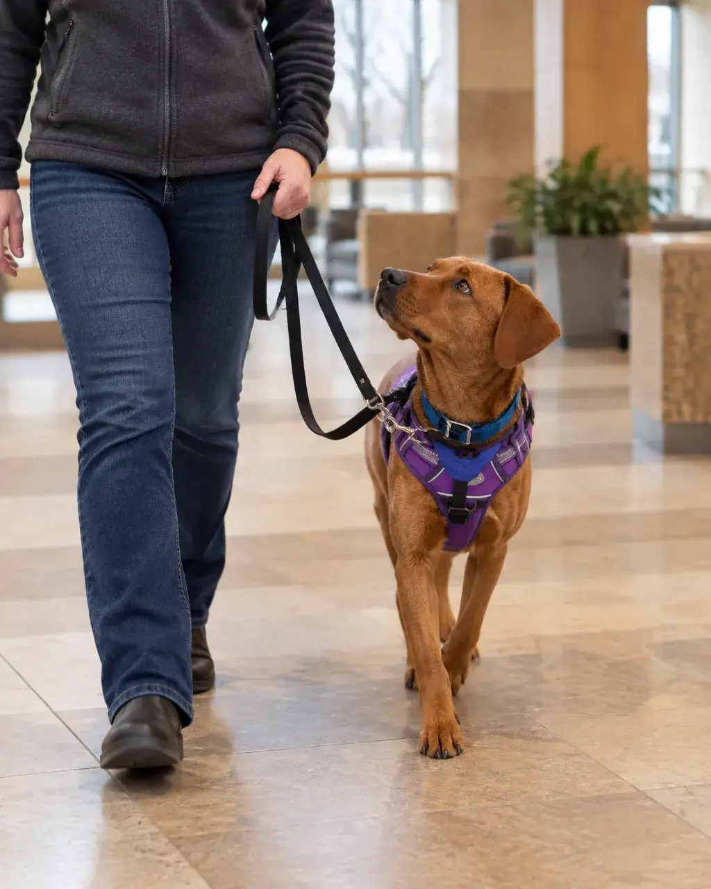 Service dog team walking calmly through a public building