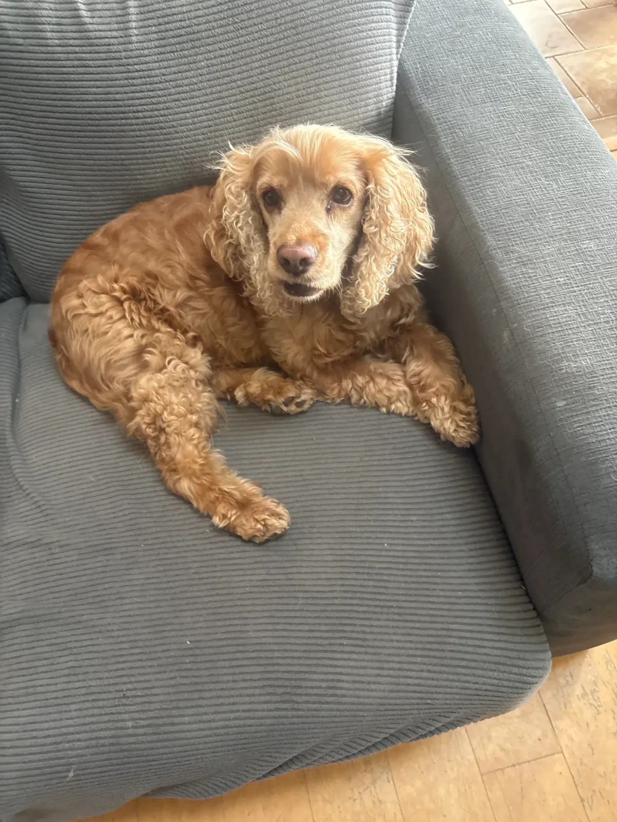 Calm golden Cocker Spaniel settling on a grey couch