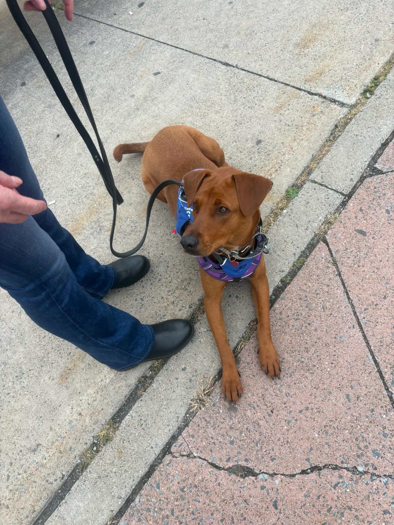 A red-brown service dog in a blue vest resting beside its handler on a city sidewalk
