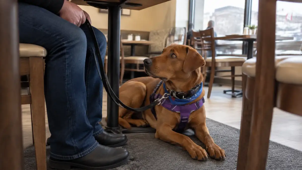 Service dog settled calmly under a table beside its handler in a restaurant